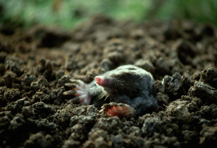 Why Moisture Is Critical To Moles