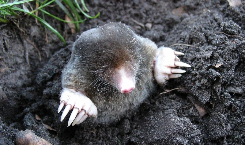 Why Mole Habitats Must Be Removed