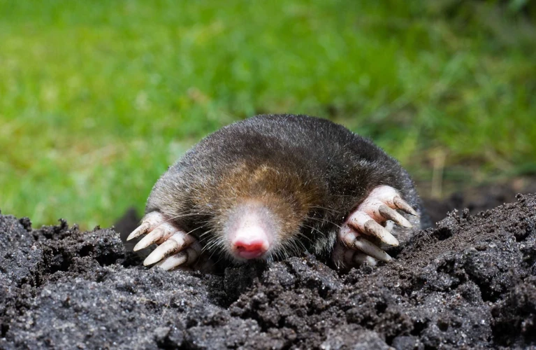 Why Moles Are Harmful To Your Garden